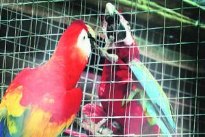 crawford market , Animal and bird market in Mumbai , Stop illegal animal trade at crawford market , loksatta , Loksatta news, Marathi, Marathi news