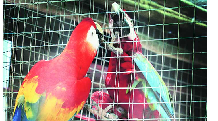 crawford market , Animal and bird market in Mumbai , Stop illegal animal trade at crawford market , loksatta , Loksatta news, Marathi, Marathi news
