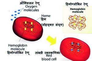 hemoglobin