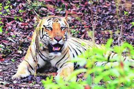 ( संग्रहीत प्रतिकात्मक छायाचित्र )