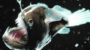 lanternfishes