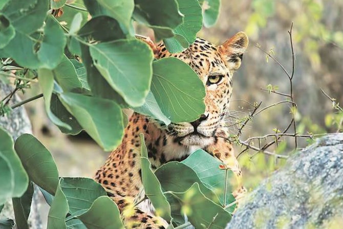 leopard attack, niphad, girl, killed,