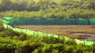 mangroves