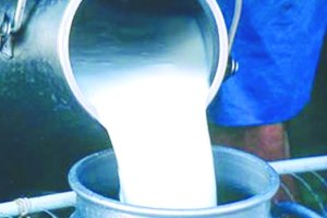 Gokul , milk rate increases , cow milk , milk by Rs 2 after govt forces higher procurement rate, Loksatta, Loksatta news, Marathi, Marathi news