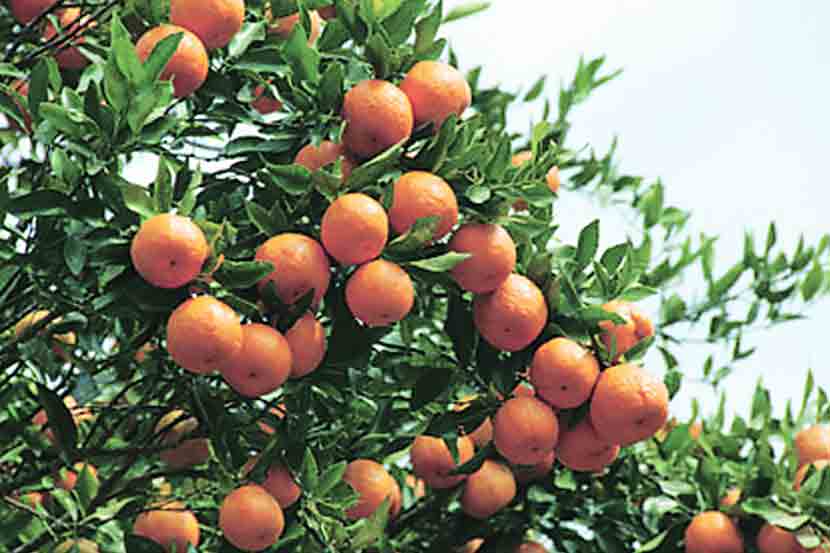 orenges
