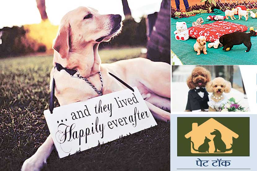 pet animals couple