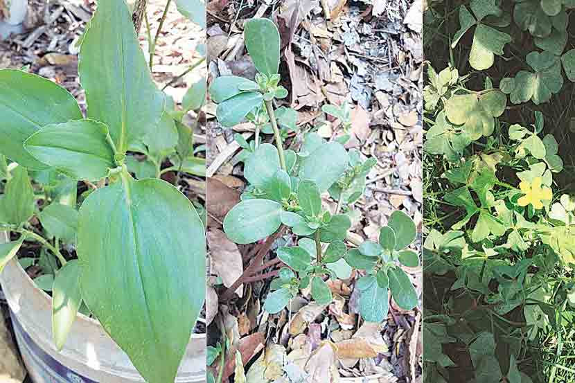 plant