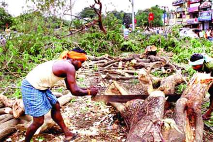 tree cutting