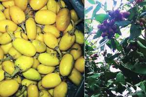 vegitable-fruits