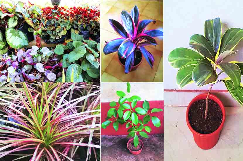 various tree plant