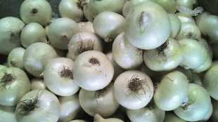 white-onion