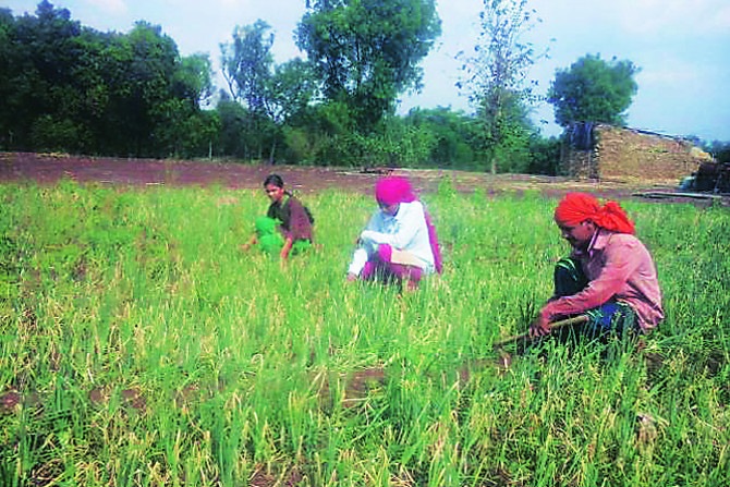 शेतकरी ठरला कवडीमोल!