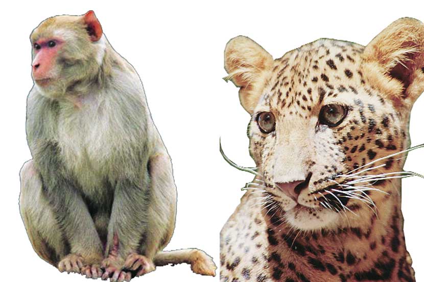 leopard and monkey