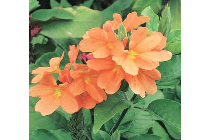 Fire Cracker Flower