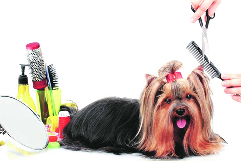 dog grooming salon