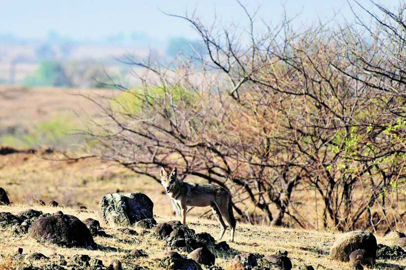 blackbucks