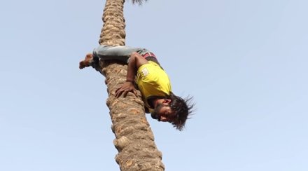 मुकेश ३२ वर्षांचा आहे. गेल्या अनेक वर्षांपासून तो माडाच्या झाडावर चढत आहे. 