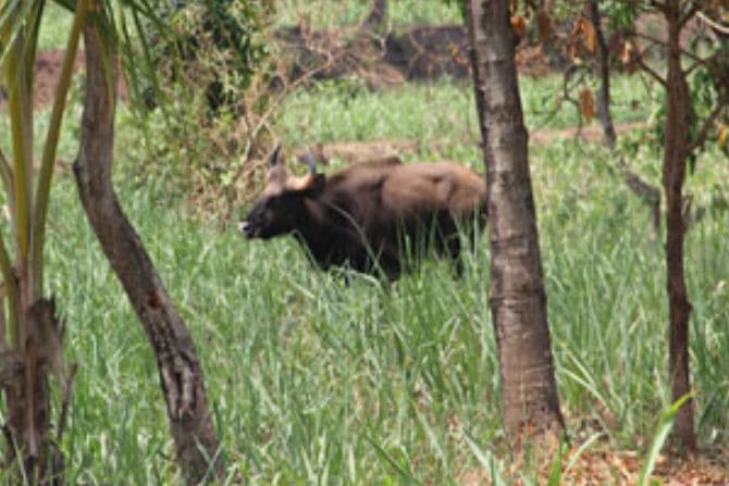 गवा, कोल्हापूर, boar attack, kolhapur