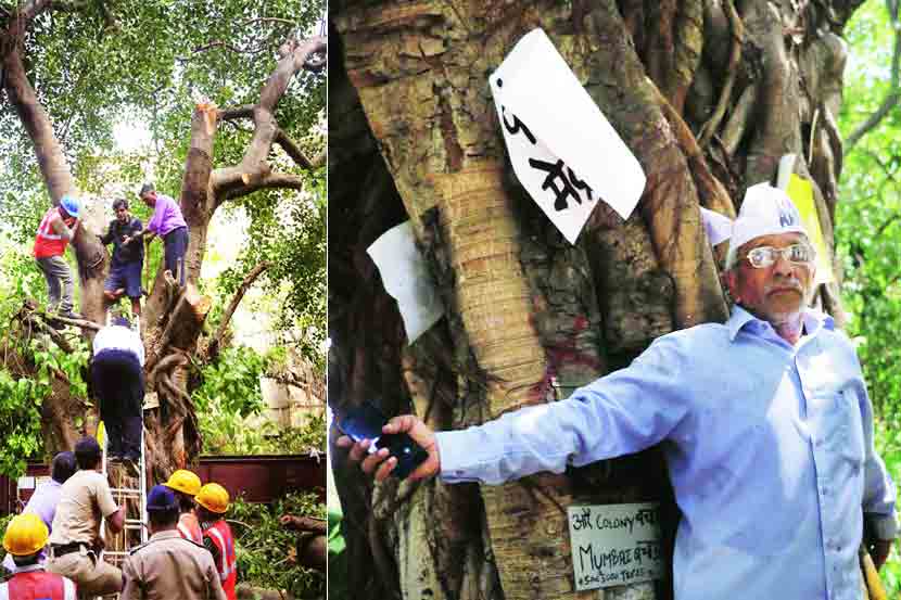 tree cutting for metro,