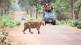lion safari