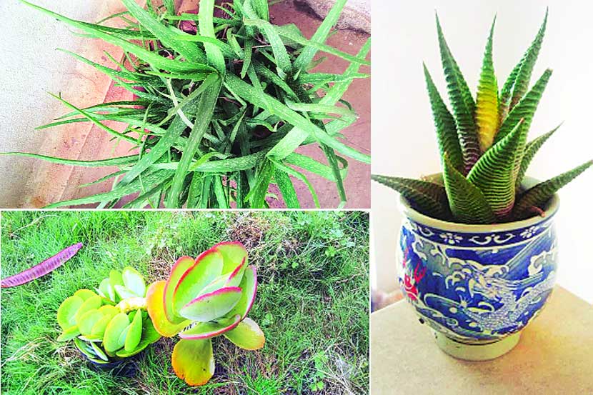 Cactus Plants