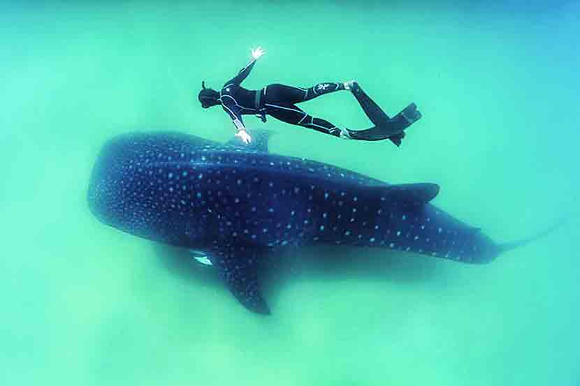 आवाढव्य व्हेल शार्कच्या तुलनेत सोबत पोहणारा पाणबुडय़ा किती छोटा दिसतो आहे पहा! छायाचित्र: फ्रीफिओना १२३, विकीपीडिया, क्रिएटिव्ह कॉमन्स ४.० 