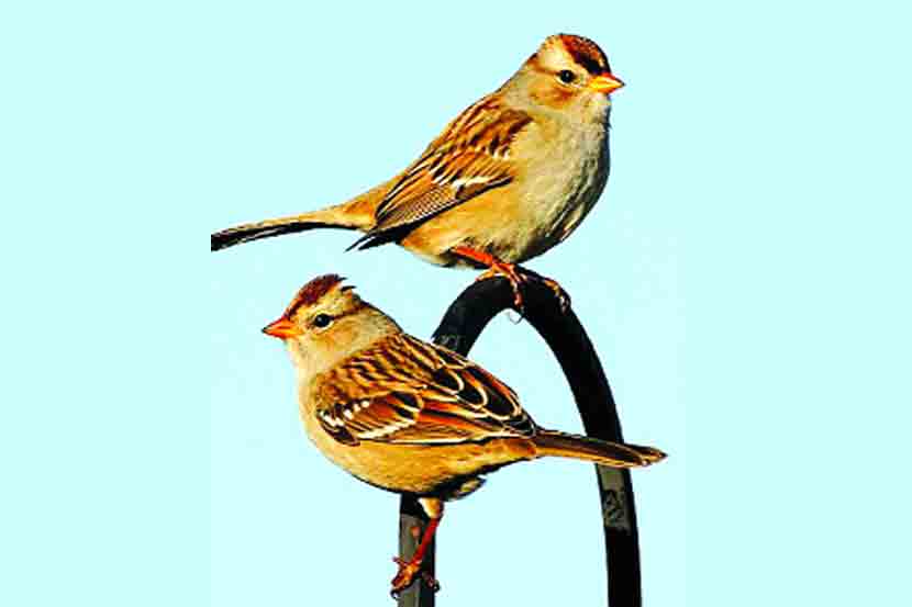 sparrows