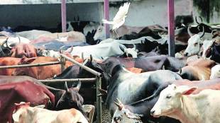 Cattle slaughter , beef ban, Supreme Court , SC , Supreme Court notice to Centre , Loksatta, Loksatta news, Marathi, Marathi news
