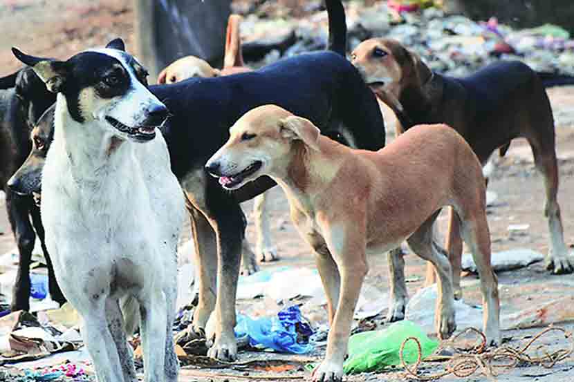 ( संग्रहीत प्रतिकात्मक छायाचित्र )