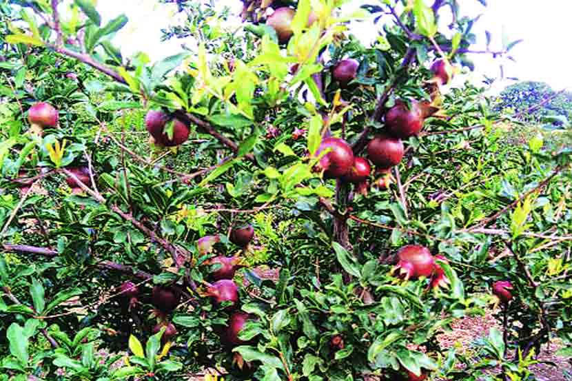 ‘लाख’मोलाची डाळिंब शेती