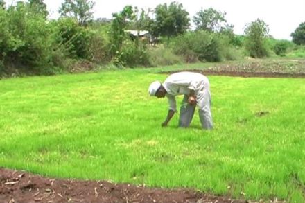 mansoon, agriculture, rice crops, farmer,rain