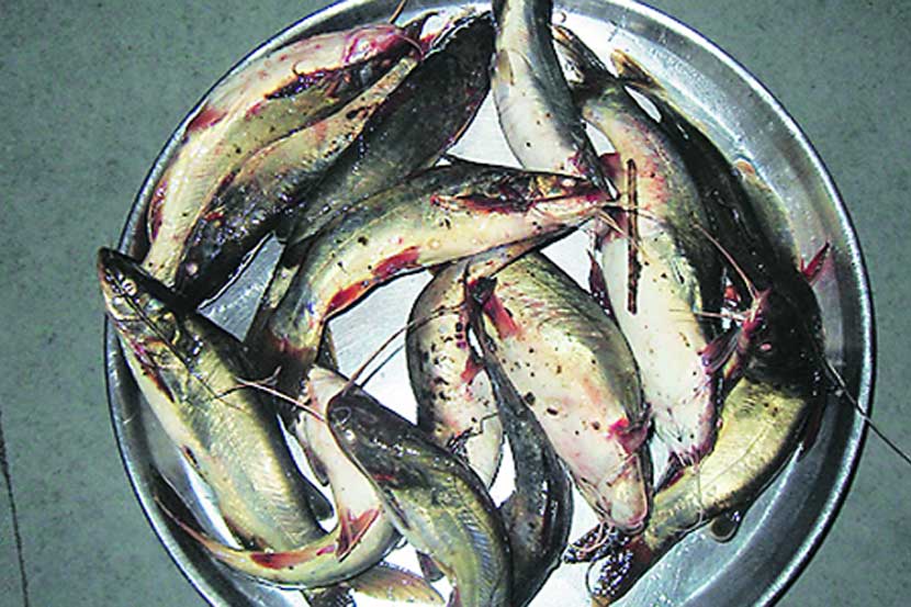 fish