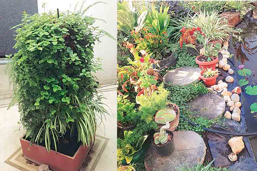 pun-plant