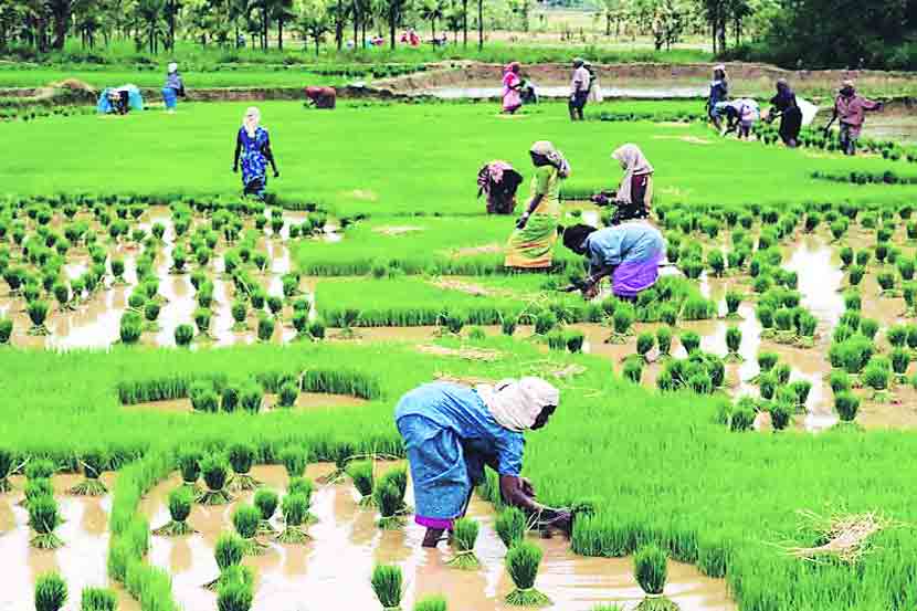 भातशेतीचे नसर्गिक ‘संरक्षक’