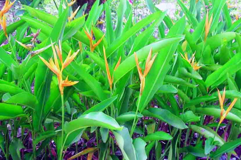 उद्यानवाट : फुलझाडे