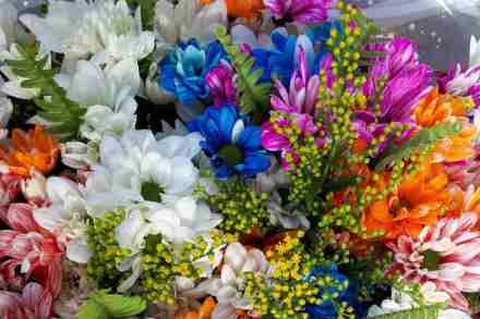 Crysanthumun flower , #ModiInIsrael , Crysanthumun flower will be named in honour of PM Narendra Modi , PM Narendra Modi , PM Narendra Modi in Israel LIVE , PM to arrived at Ben Gurion , Benjamin Netanyahu