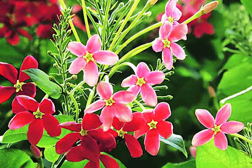 Rangoon creeper flower