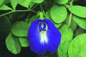 Clitoria ternatea flower