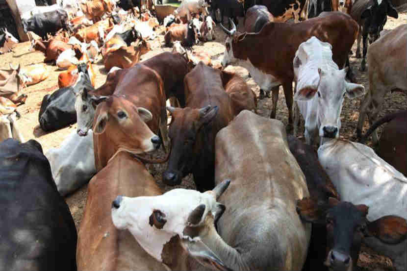 cow, Cows in MP