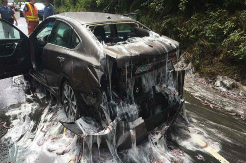 Eels accident, Oregon, US,