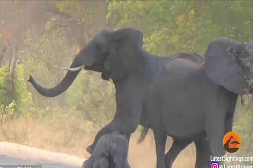 अभयारण्यात सफारीला आलेल्या एका गाडीने हत्तीच्या काही महिन्यांपूर्वी जन्मलेल्या पिल्लाला धडक दिली. (छाया सौजन्य : Kruger Sightings)