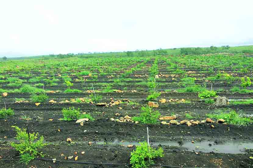 फळप्रक्रिया उद्योगाकडून सेंद्रिय शेतीकडे