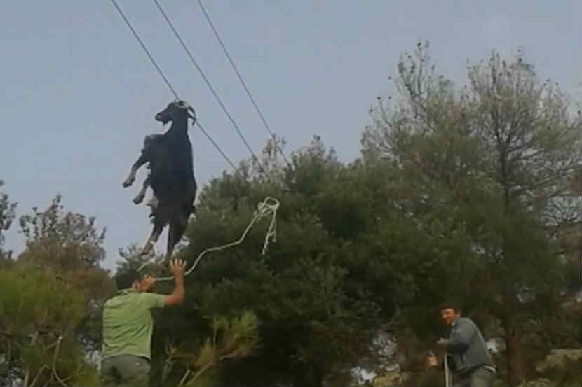 तिला खाली उतरवण्यात यश आलं 
