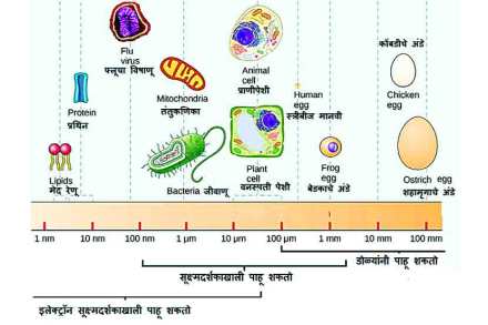 size of cells