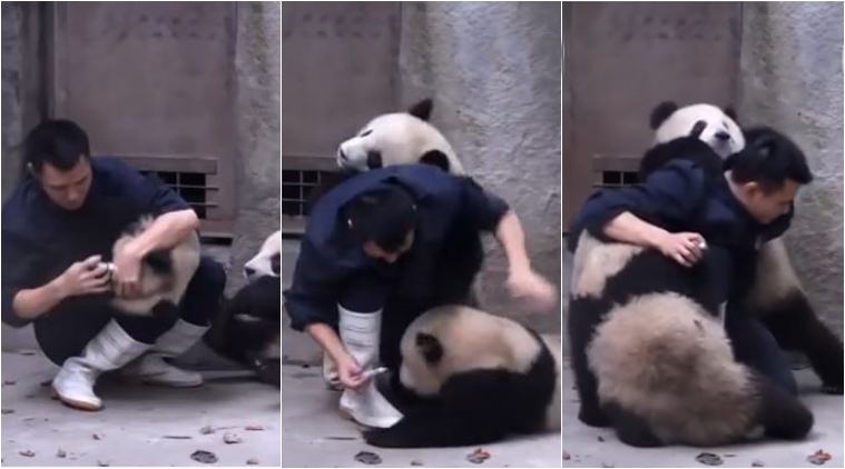 चीनमधल्या एका प्राणीसंग्रहालयातला हा व्हिडिओ आहे. 