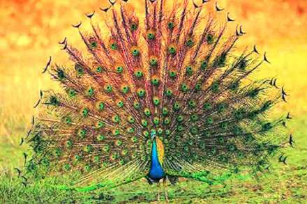 Chaprala Wildlife Sanctuary