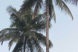 coconut tree plantation
