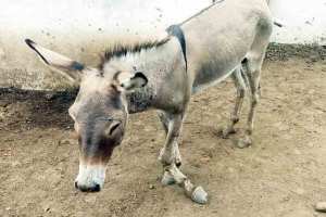 injured donkey