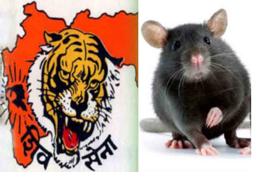 म्हणे, उंदरांमुळे स्वाइन फ्लूचा प्रसार