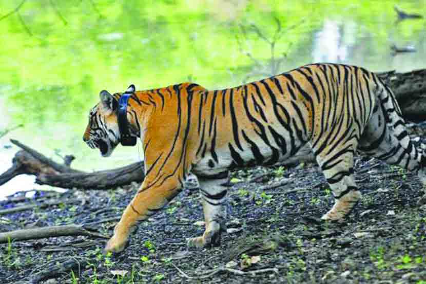 ( प्रतीकात्मक छायाचित्र )